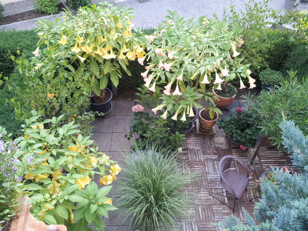 3.5 Zimmer Wohnung in 8908 Hedingen zu vermieten