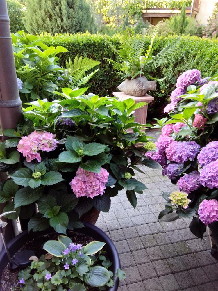 Bild 7: 3.5 Zimmer Wohnung in 8908 Hedingen zu vermieten