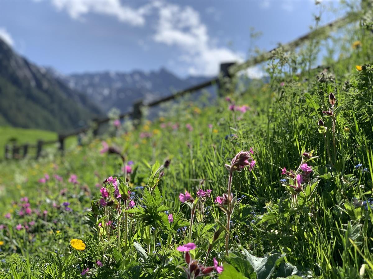 Bild 13: 2.5 Zimmer Ferienwohnung in 7562 Compatsch zu vermieten