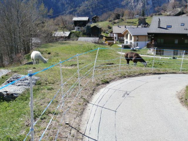 Bild 10: 2.5 Zimmer Ferienwohnung in 3925 Grächen zu vermieten