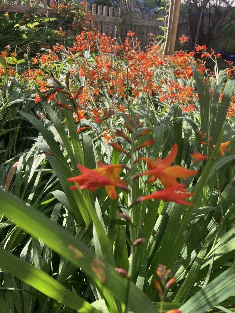 Bild 12: 1.5 Zimmer Wohnung in 9410 Heiden zu vermieten