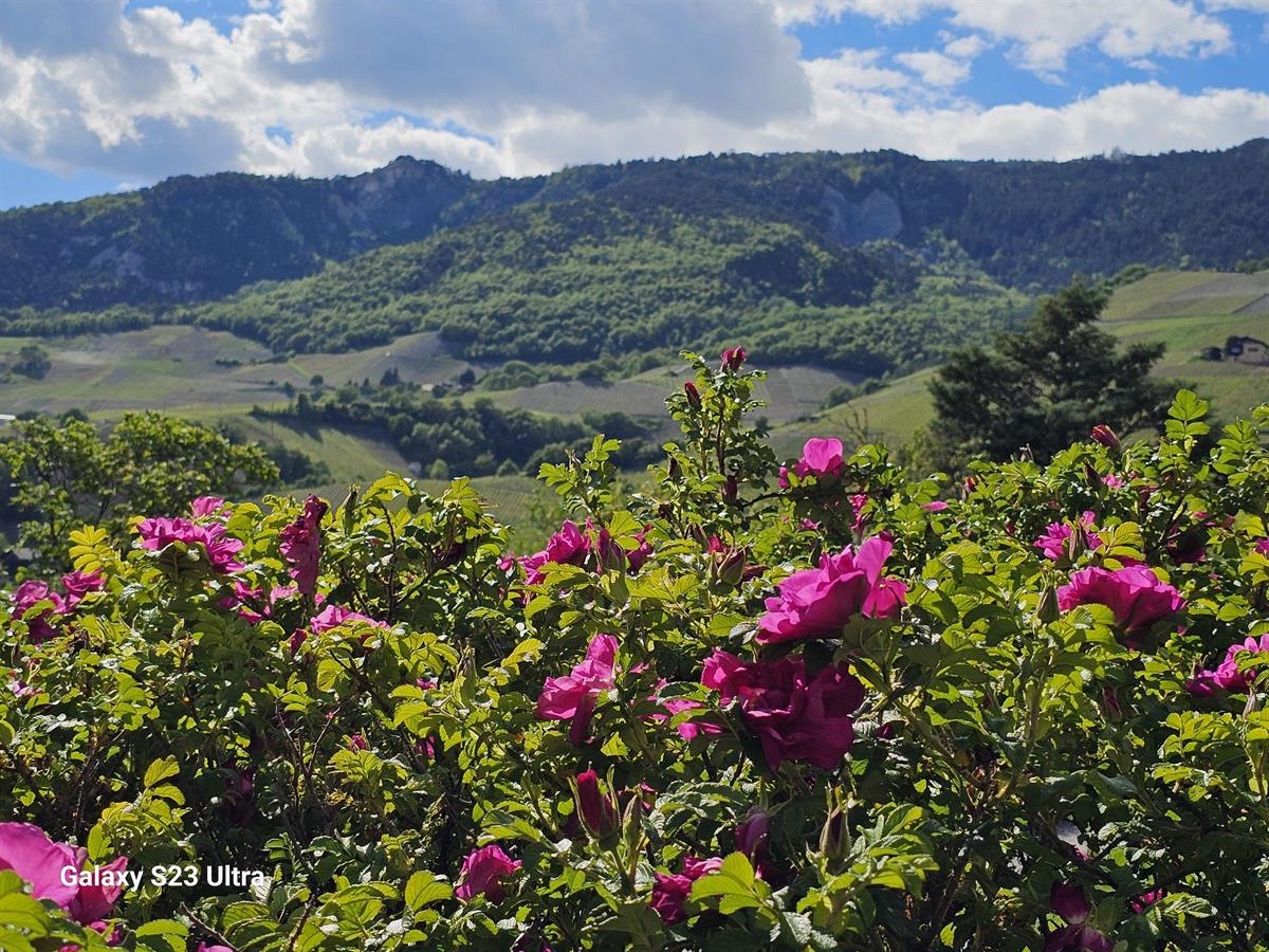 Bild 7: 1.5 Zimmer Wohnung in 3960 Sierre zu vermieten
