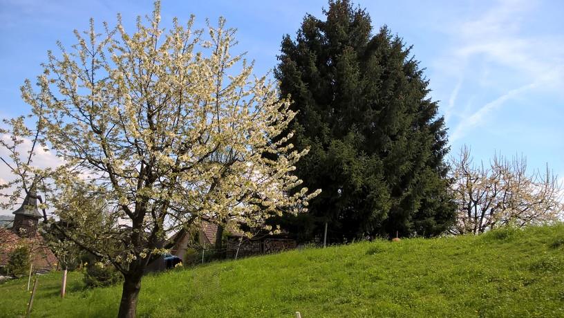 Bild 14: 9 Zimmer Haus in 5426 Lengnau AG zu verkaufen