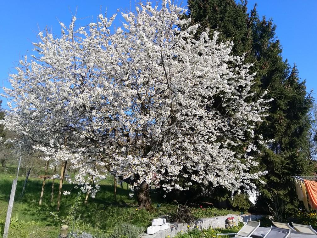 Bild 8: 9 Zimmer Haus in 5426 Lengnau AG zu verkaufen